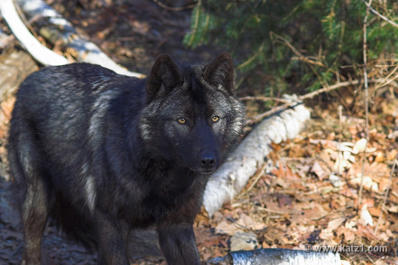 Arctic Wolf 027